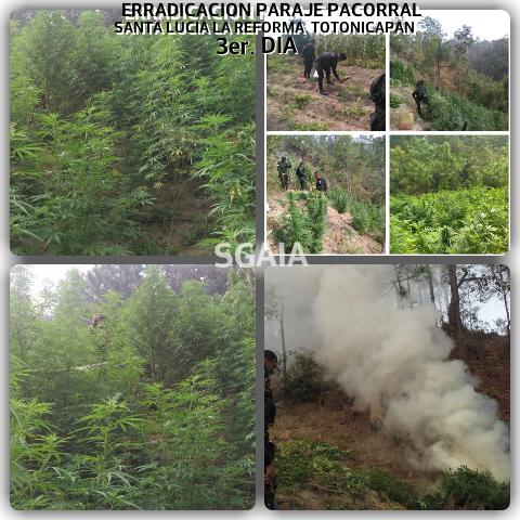 Radio Punto (@radiopuntogt) on Twitter photo ContinĂşa la erradicaciĂłn de Marihuana, en el paraje Santa Lucia La Reforma, Totonicapán. VĂa: <a href="/PNCGuatemala/">PNC Guatemala</a> ContinĂşa la erradicaciĂłn de Marihuana, en el paraje Santa Lucia La Reforma, Totonicapán. VĂa: <a href="/PNCGuatemala/">PNC Guatemala</a>