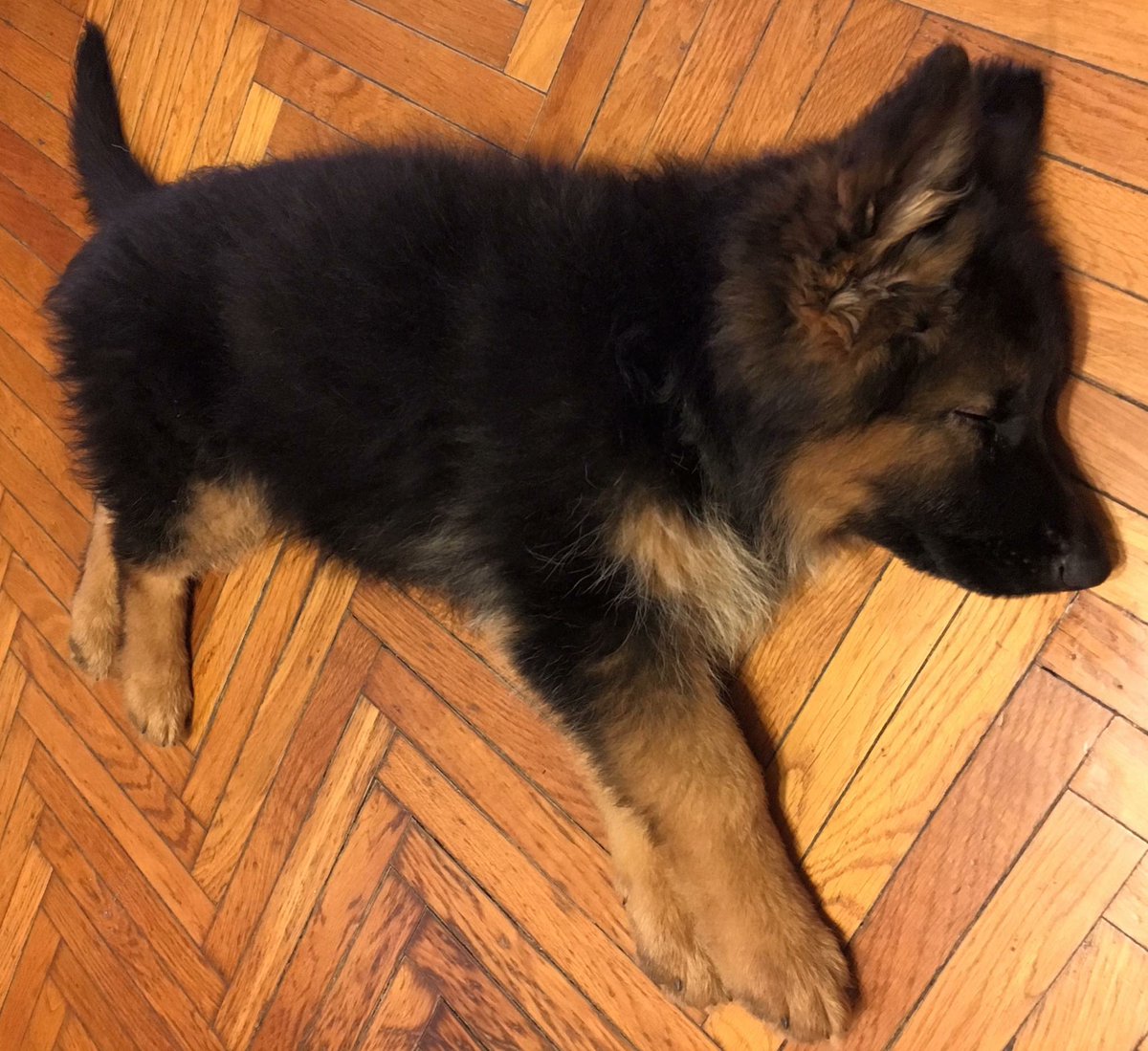 BauLoft's tweet photo. Maia: al #BauLoft #Torino leoni e a casa...coma profondo! 😍🐾😂 @PetsAndLoveIT @lazampa https://t.co/xL461DVWjd