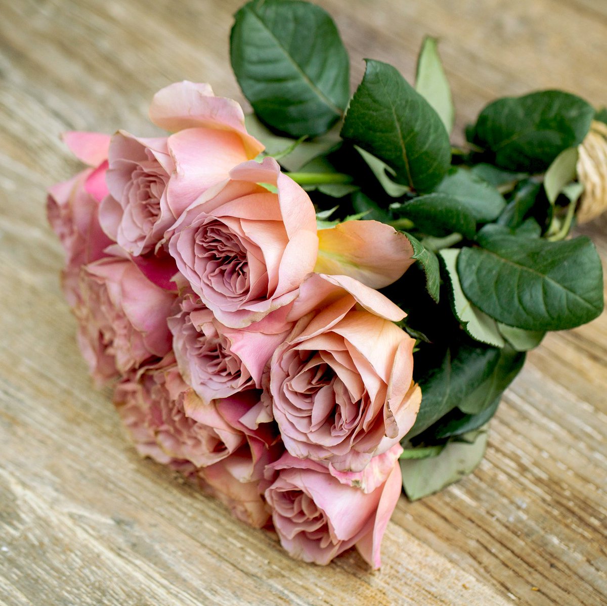 Lovely mocha coloured beauty with hints of copper and bronze.
#Damasque #scendedroses #mocha