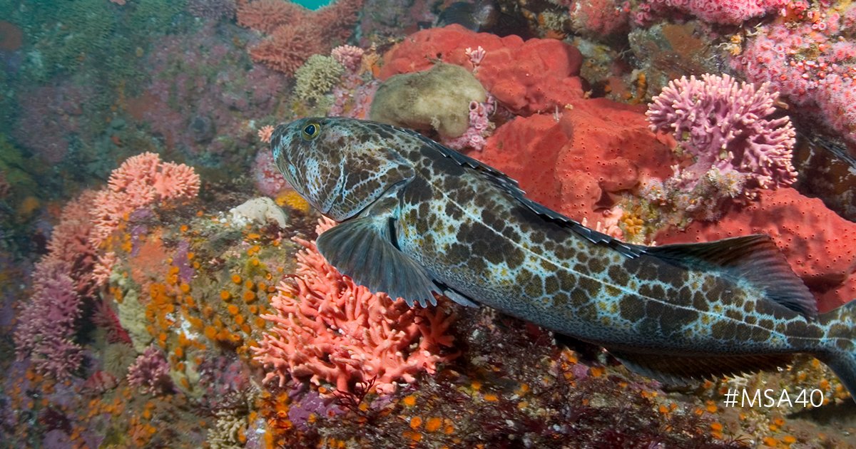 pewenvironment's tweet photo. How real-time monitoring can cut down on bycatch: https://t.co/aNMjdTgtuW #MSA40 https://t.co/CoyTMMhrHh