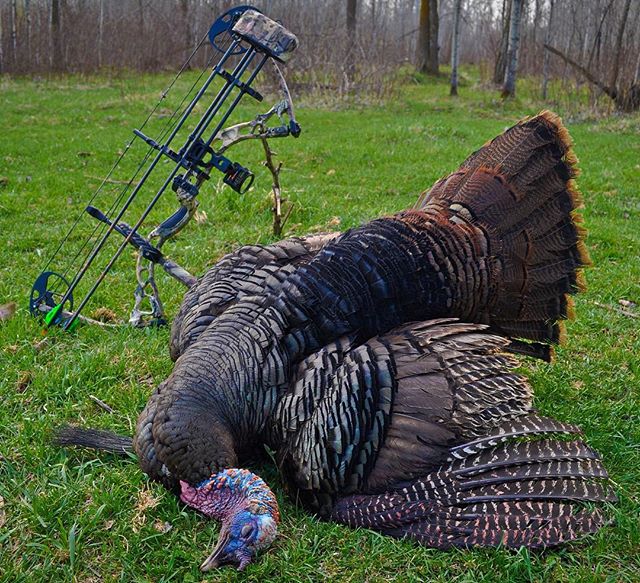 BowtechArchery's tweet photo. All tagged out! What an incredible #TurkeySeason. #diamondarchery #InfiniteEdgePro π·: @keithlovelace https://t.co/V3WryY8dF5