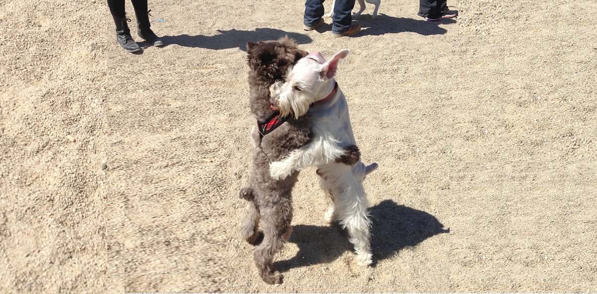 Dogways's tweet image. Dogways is now available in every U.S. city!  Happy dogs everywhere 🐶 dogways.com/blog/dogways-l…