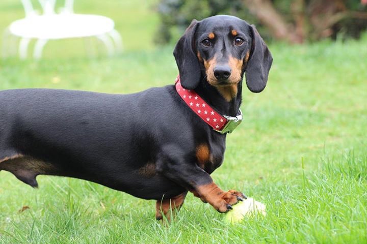 Aussie Dog Care UK tweet media