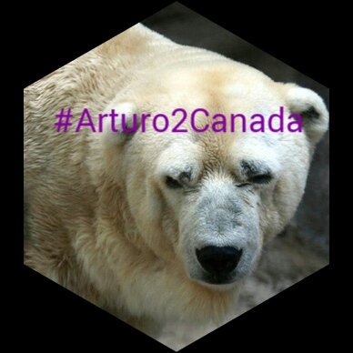 MaryanPM's tweet photo. @orca_waves
#MendozaZoo Isn't it about time to let #Arturo2Canada? He needs snow not the heat! This is #Abuse https://t.co/r977OcVh4P