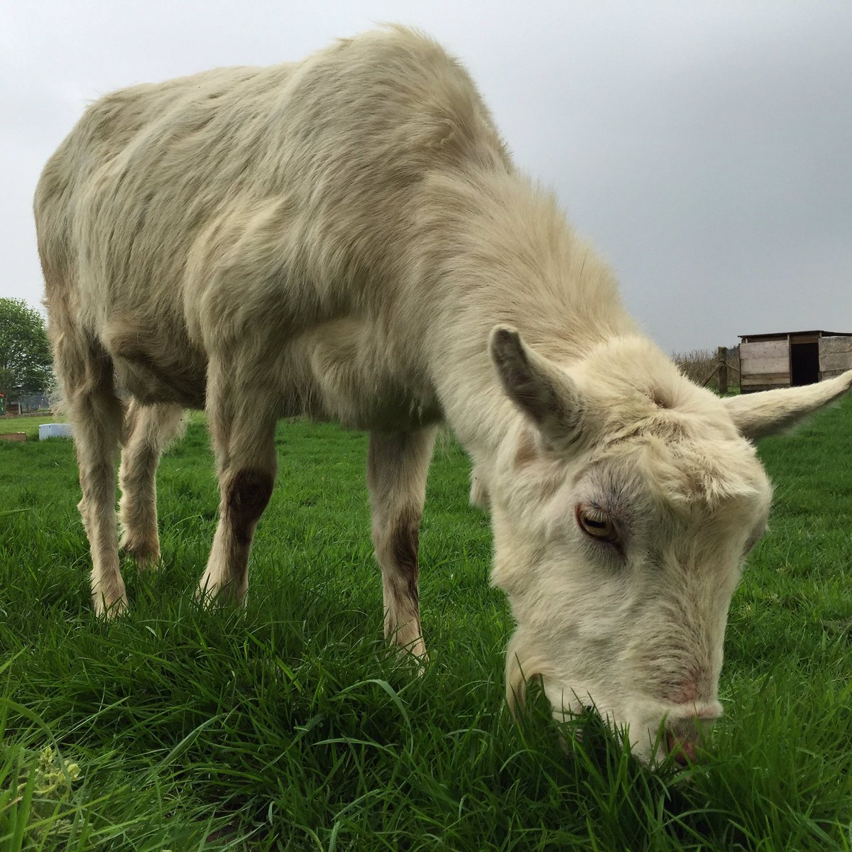 CattowsFarm's tweet photo. Guess who's back...Nigel's back!  #GOAT #leicestershire https://t.co/gFmwvNumID