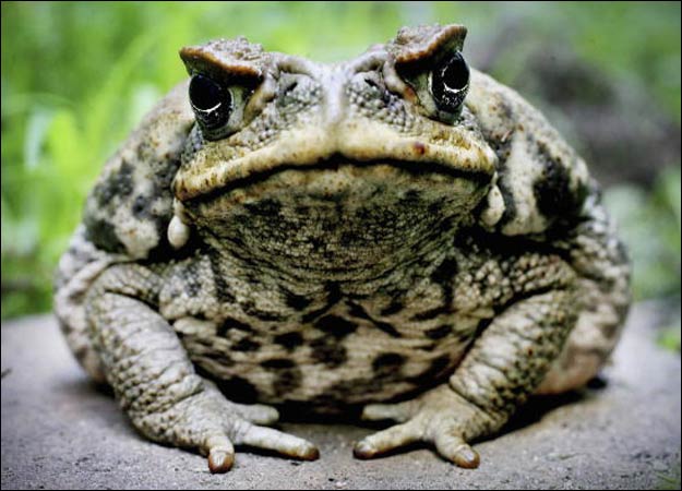 We found three toads in the pool today 🐸