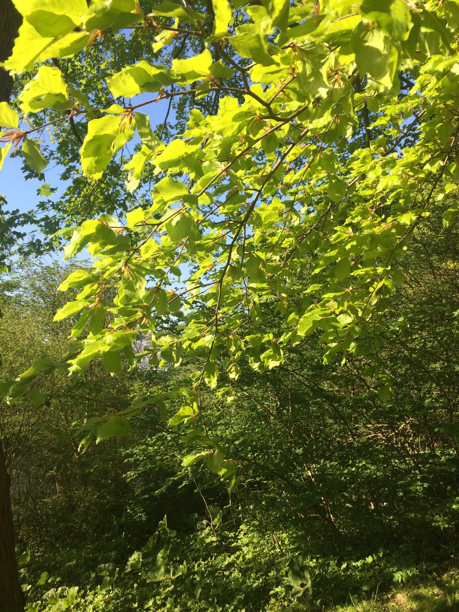 ayolismark's tweet photo. Happy to be alive #roskilde #denmark #spring #bliversåglad https://t.co/FxvLkJAW6s
