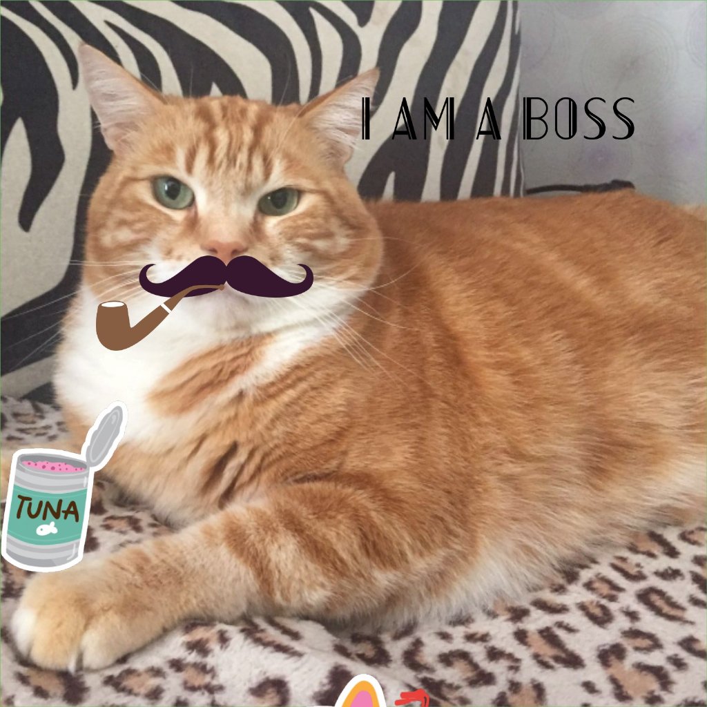 My cat