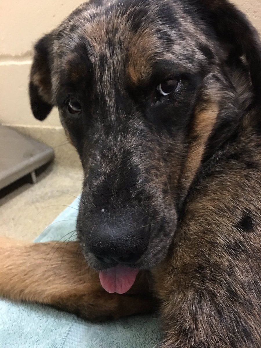 kayciebalsters's tweet photo. The stages of Hooey's vet visit today... #sosorrydude https://t.co/8rzlLLBeuj