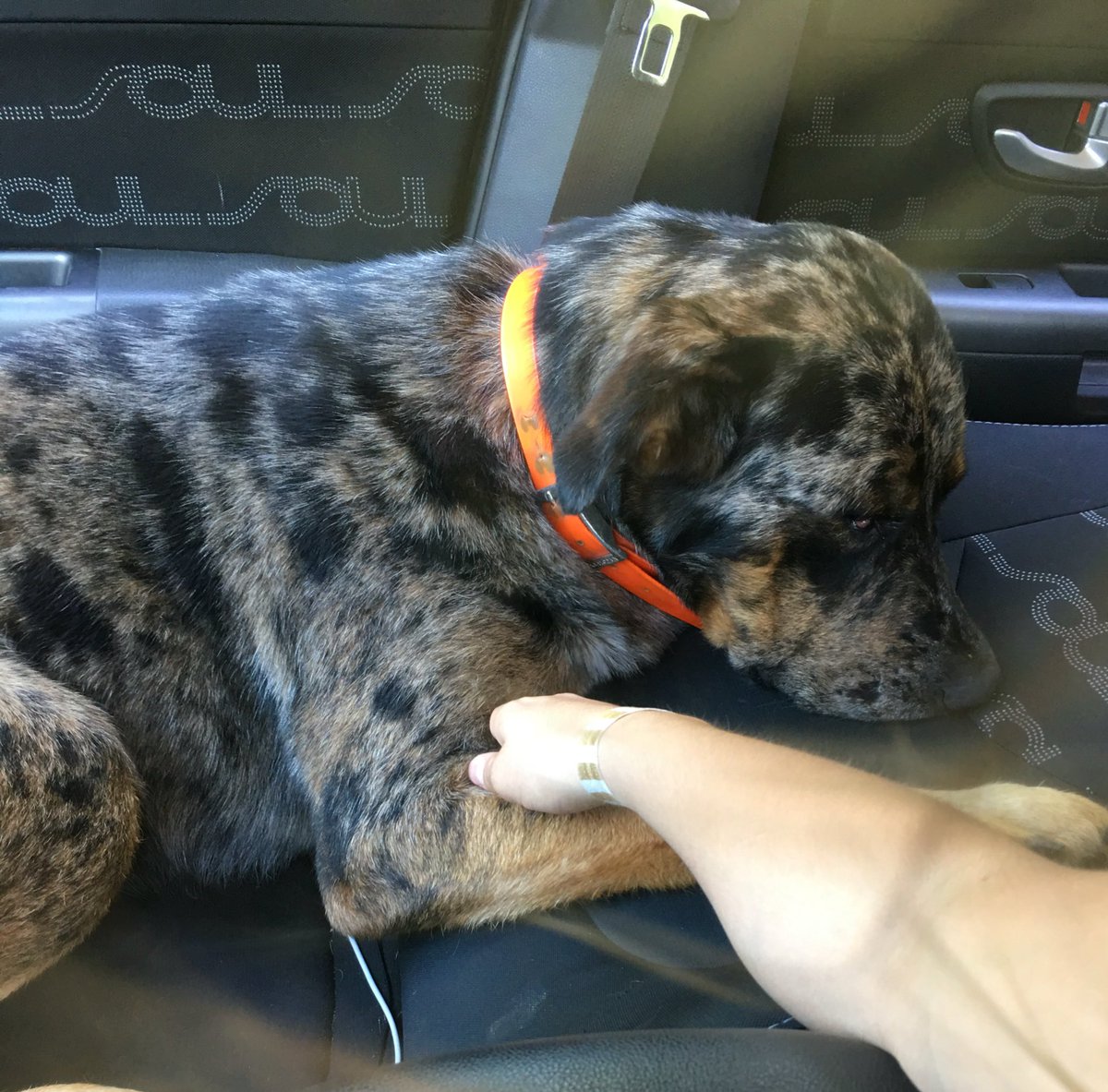 kayciebalsters's tweet photo. The stages of Hooey's vet visit today... #sosorrydude https://t.co/8rzlLLBeuj