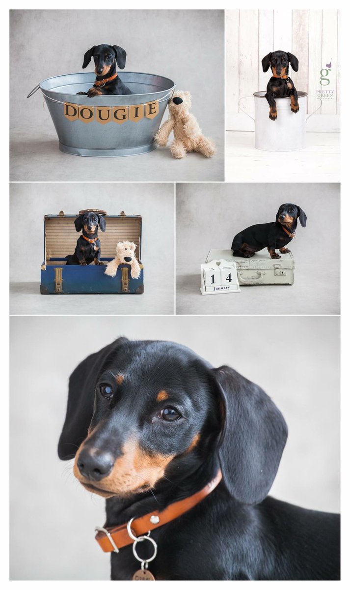 Another heart melting #puppy #photoshoot at the studio #business #photographers #sthelens #Eccleston #dogs