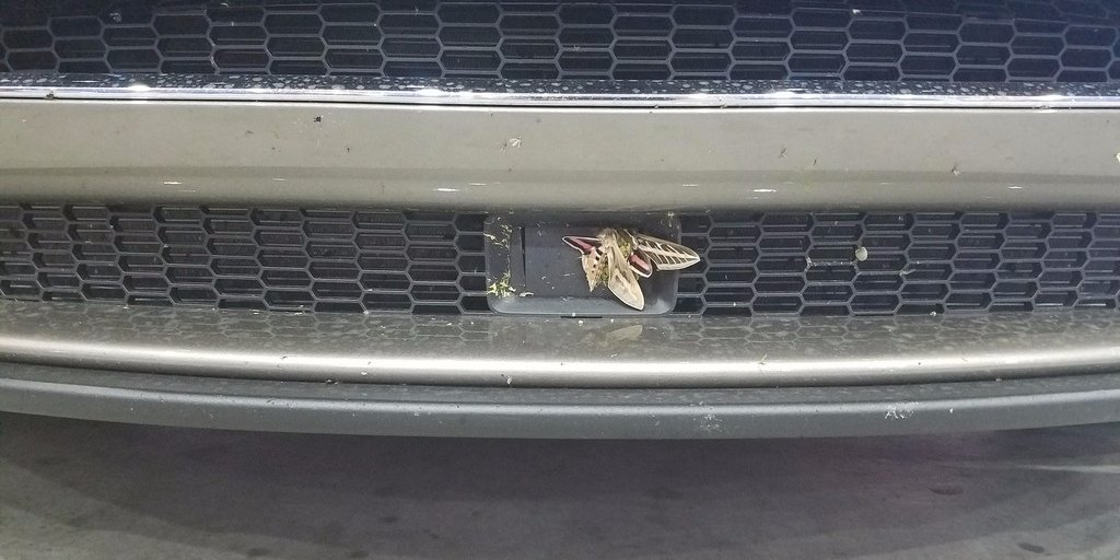 insidertechbiz's tweet photo. A giant moth managed to knock out a Tesla car's Autopilot system $TSLA https://t.co/Fna4YKe8xP https://t.co/f3e1QbTajG