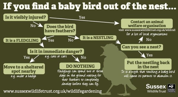 WildlifeTrusts's tweet photo. This is a great infographic that will help if ever unsure! @everydaycormack @Vinehousefarm #VHFQA https://t.co/39MKPyVy4m
