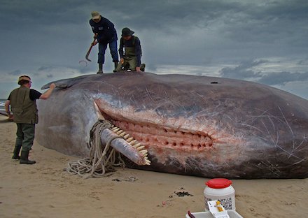 When a dead whale washes up on a beach...Latest #OceanOddities, by Chris Borg - surfl.in/1WpUfKF