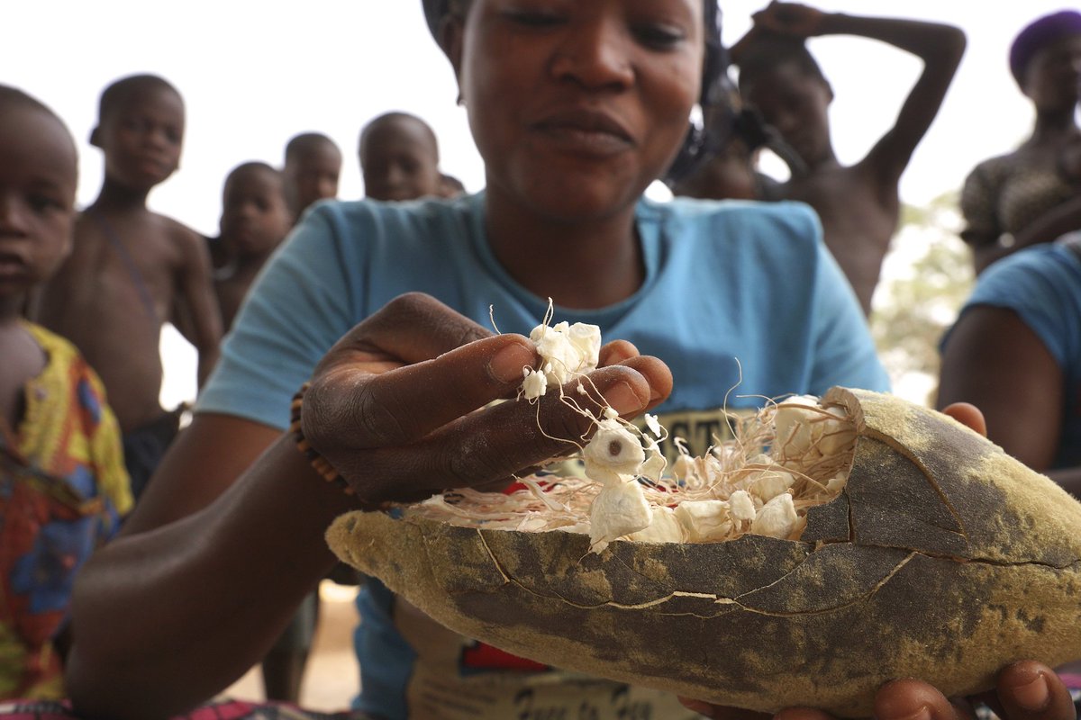 atacorawellness's tweet photo. Baobab Season underway! DIRECT from the farmers! #baobab #baobabmagic #baobabpowder #superfoods https://t.co/M4AgynlkGD
