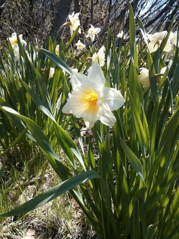 The Trilliums are out.