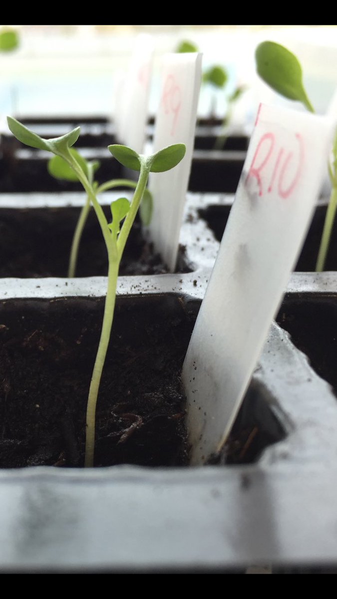 jls162's tweet photo. @astro_timpeake - rocket seeds alive and very well in Strathearn School Belfast! https://t.co/9C8lfrkaLK