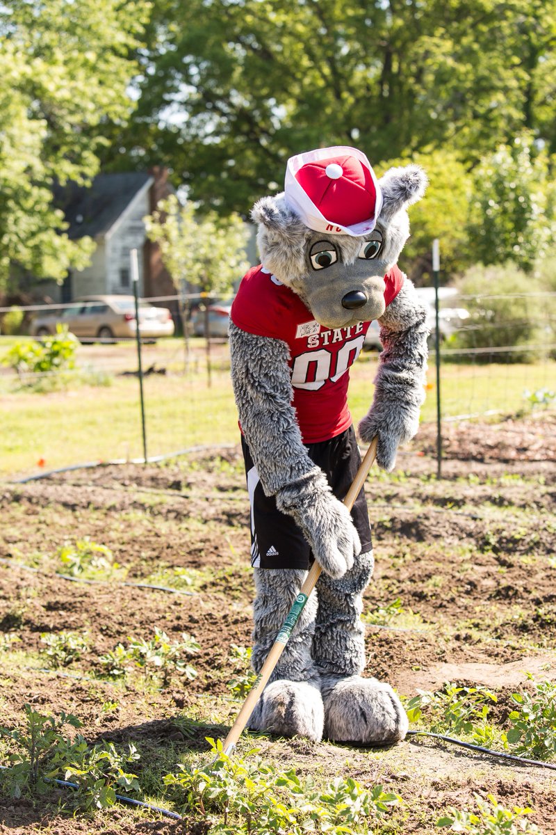 NCStateAlumni's tweet photo. 🐾 #WolfpackServiceDay 🐾 is Saturday in Wake Co. Volunteer and make new #NCState friends. https://t.co/eUzmQU5fD6 https://t.co/JFCwe9h1x2