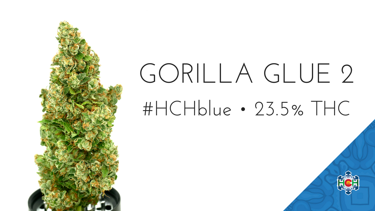 Gorilla Glue 2 by HCH

Take a DEEP TERPENE DIVE: highcountryhealing.com/gorilla-glue-2
__
#highcountryhealing