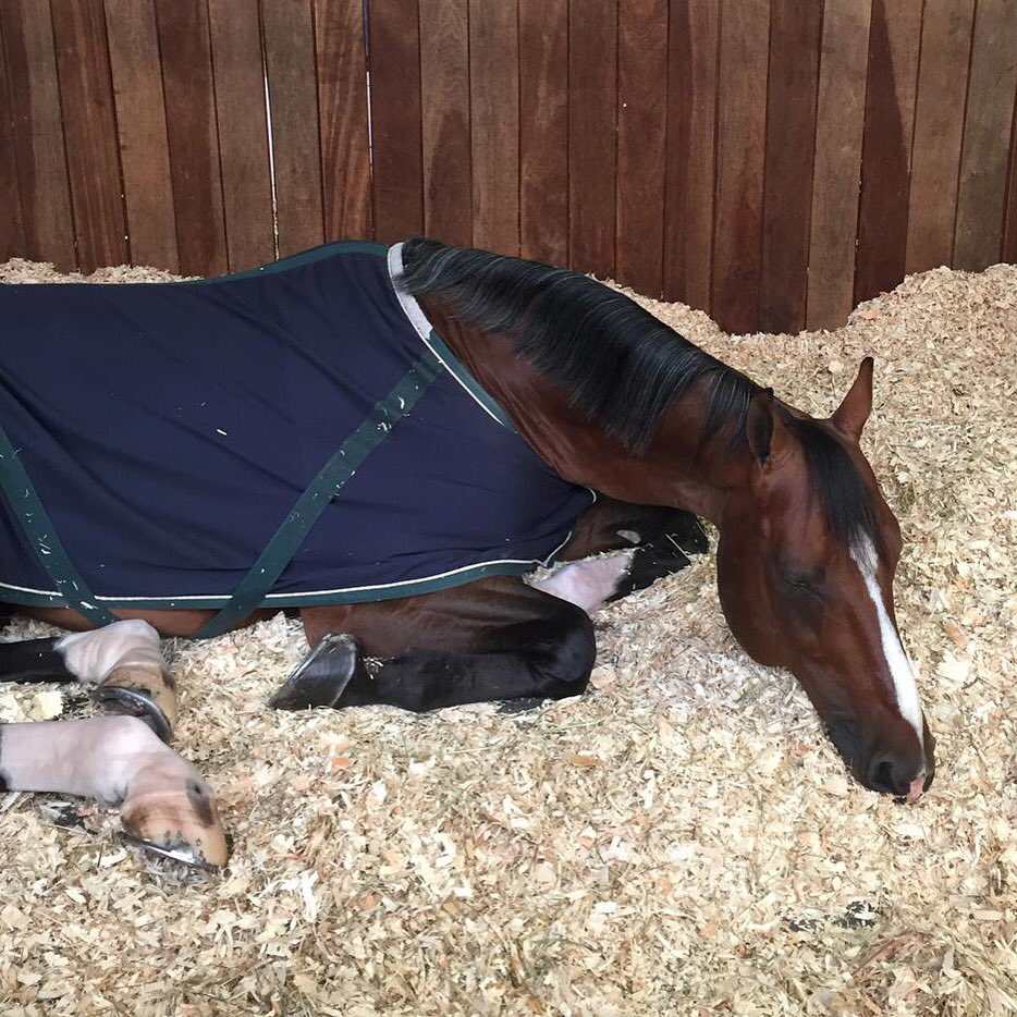 Royce having a little sleep, making sure he's ready for Friday's Nations Cup at La Baule! #TeamUSA #RoadtoRio