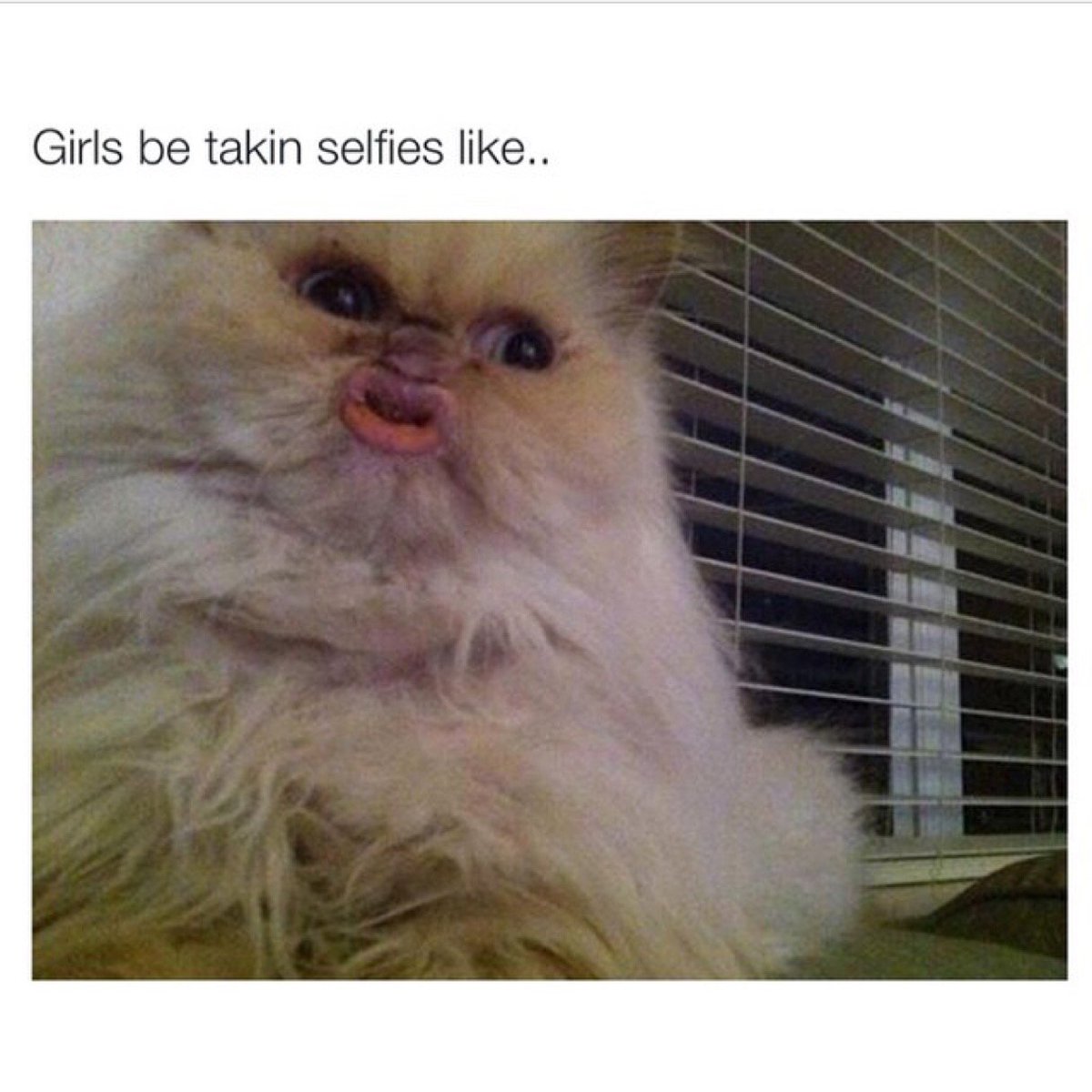 Cute Cats (@Cutie_Catz) / Posts / X