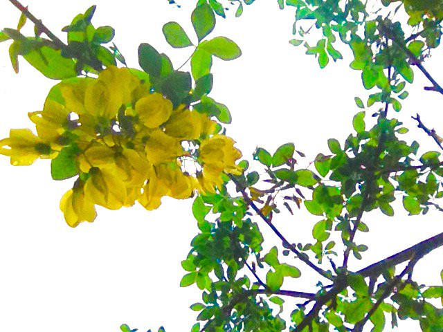 10MinGardener's tweet photo. First of the Laburnum flower easy to see its related to Peas #MuchMaligned https://t.co/3uJpQuaOku