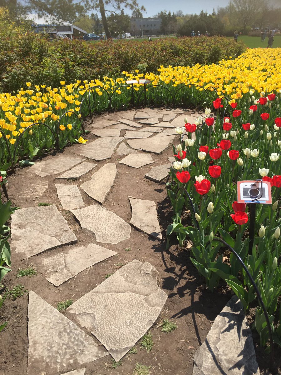 Dreamosphere's tweet photo. Tulip Festival 2016 Preview Today
🌷😍🌷 ✨💕Blooming💕 ✨🌷😊🌷
#Tulips #May #Ottawa #Bloom • 
Photo Credits: Natkahotic 🍒 https://t.co/GGPlGBsTro
