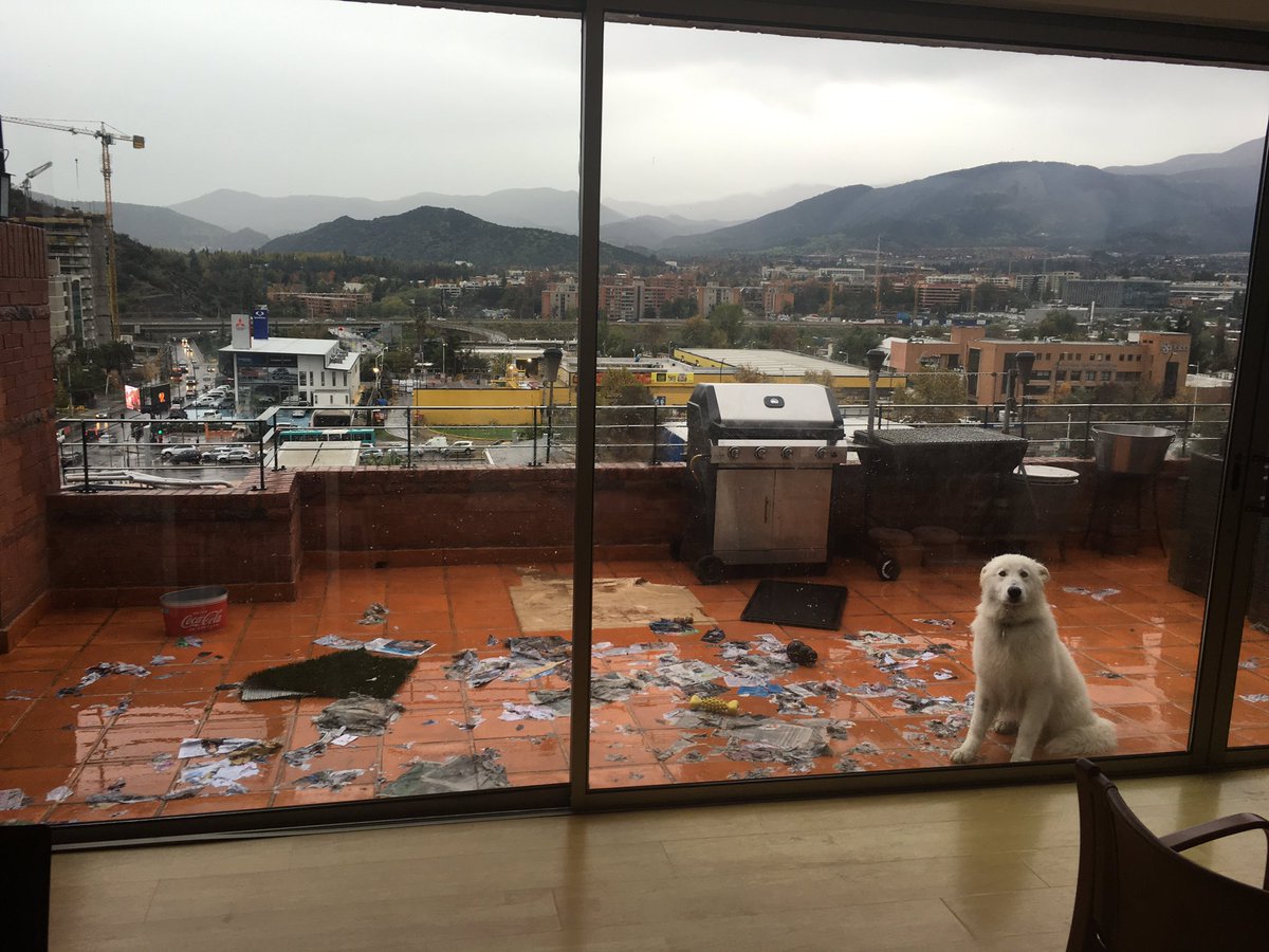 RagnarTheDog's tweet photo. "John, you would't believe this but a tornado just crossed our terrace" #dogsoftwitter #BoredToDeath #tornadolie https://t.co/ZgJlRmEwKY