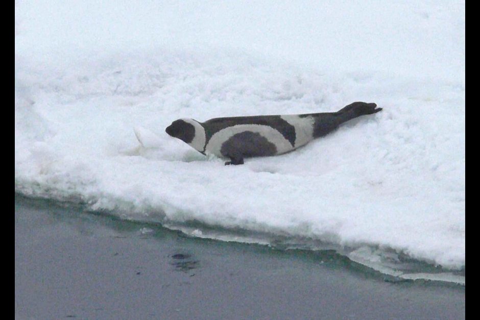 The Daily Pinniped tweet media