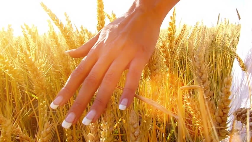 HandsInWheat's tweet image. This is the biggest hand I've ever seen. Can you IMAGINE how much wheat it can caress during magic hour?