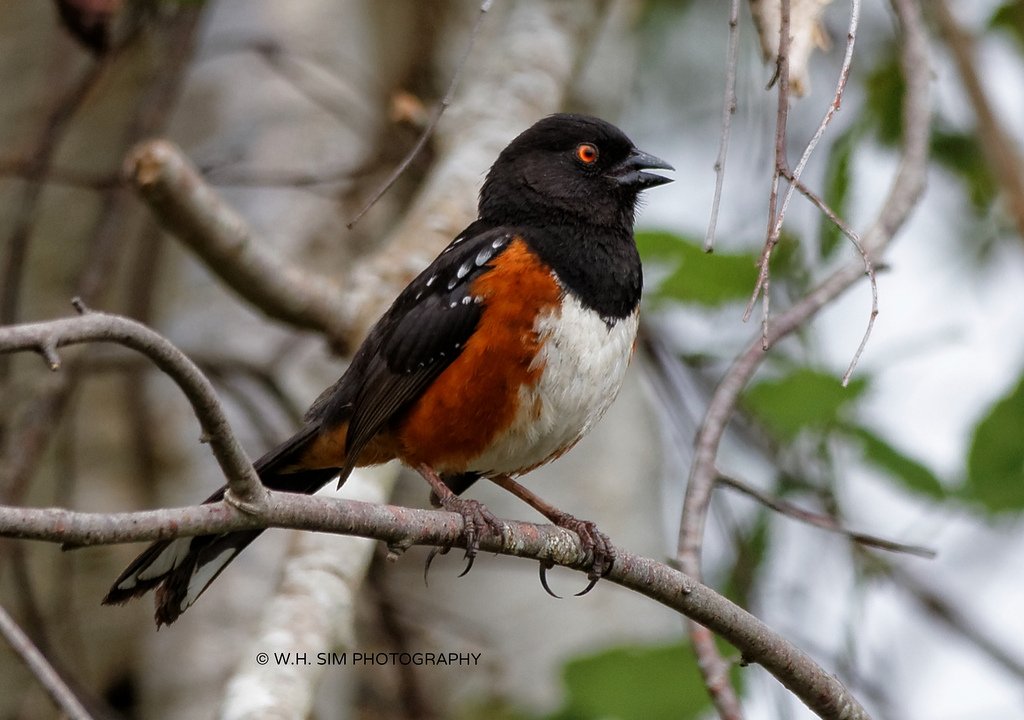 spotted the redoubtable #spottedtowhee in Boundary Bay, singing away #bird #sparrow #wildlife #VanBirdWeek #nature