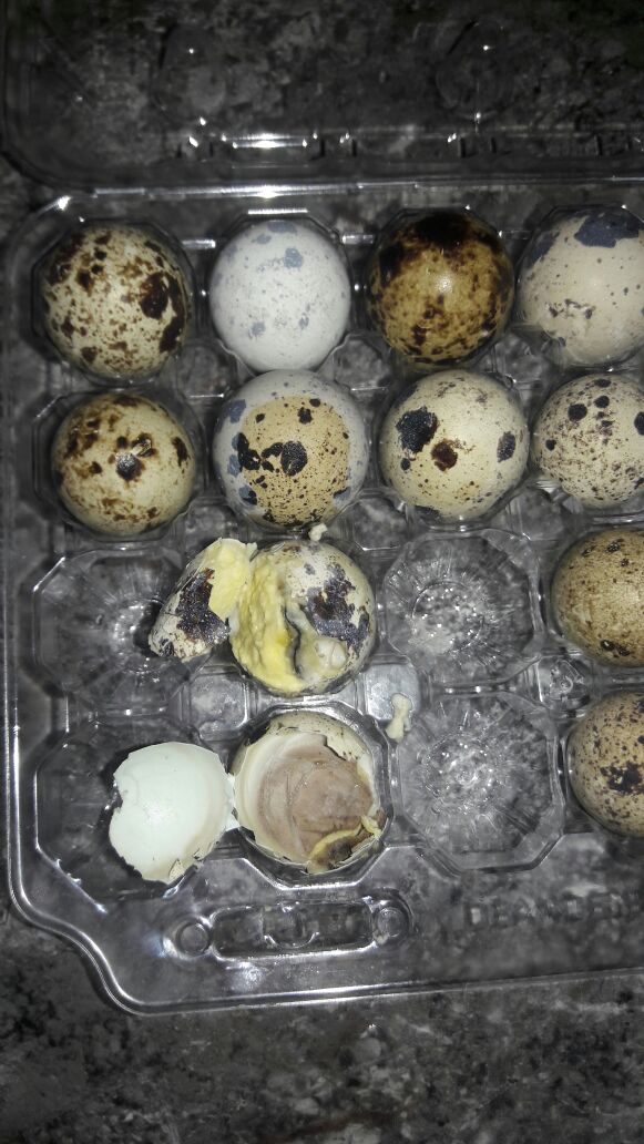 DamiitaD's tweet photo. @JumboChile #JumboTeDaMas acabo de comprar estos huevos y vaya la sorpresita!! Asqueroso. https://t.co/9IZvbWoEnV