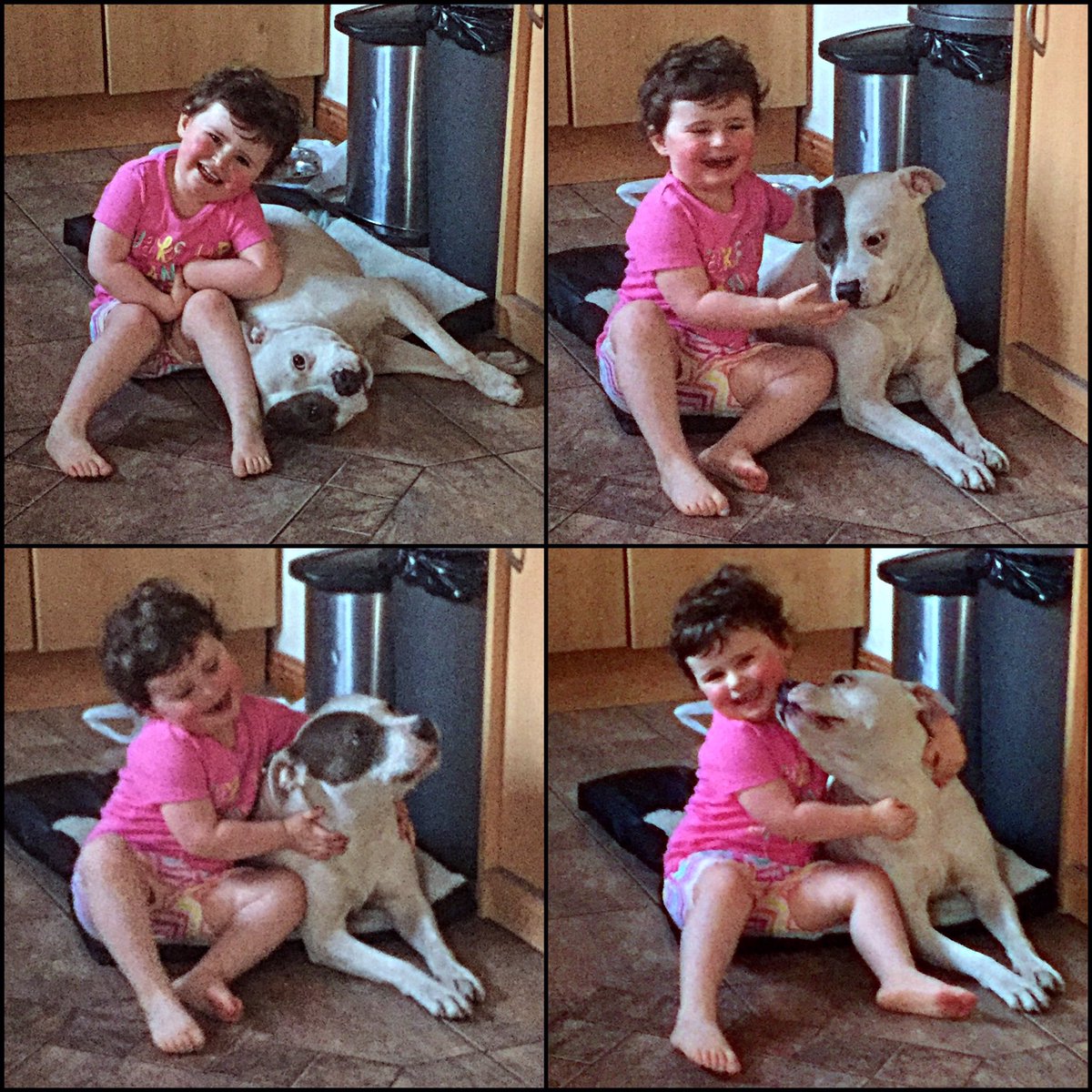 primalLisburn's tweet photo. @FineGael #AlanTobin is an idiot! Look at my dangerous dog mauling my child #evildog #dangerous #catchagrip https://t.co/bvSQ9moxCK