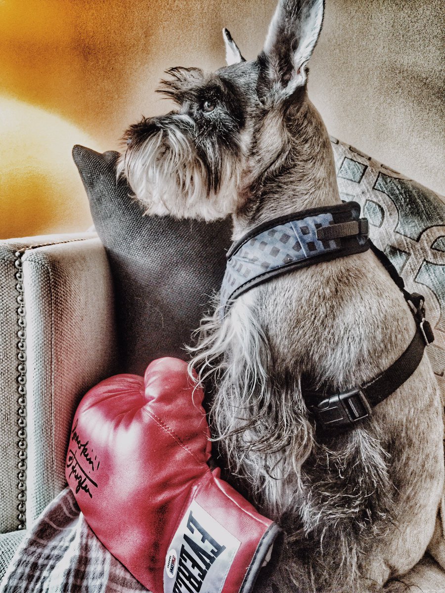 OliverCromwell3's tweet photo. Momma said knock you out! 👊🏻 https://t.co/bytcKcUzcp