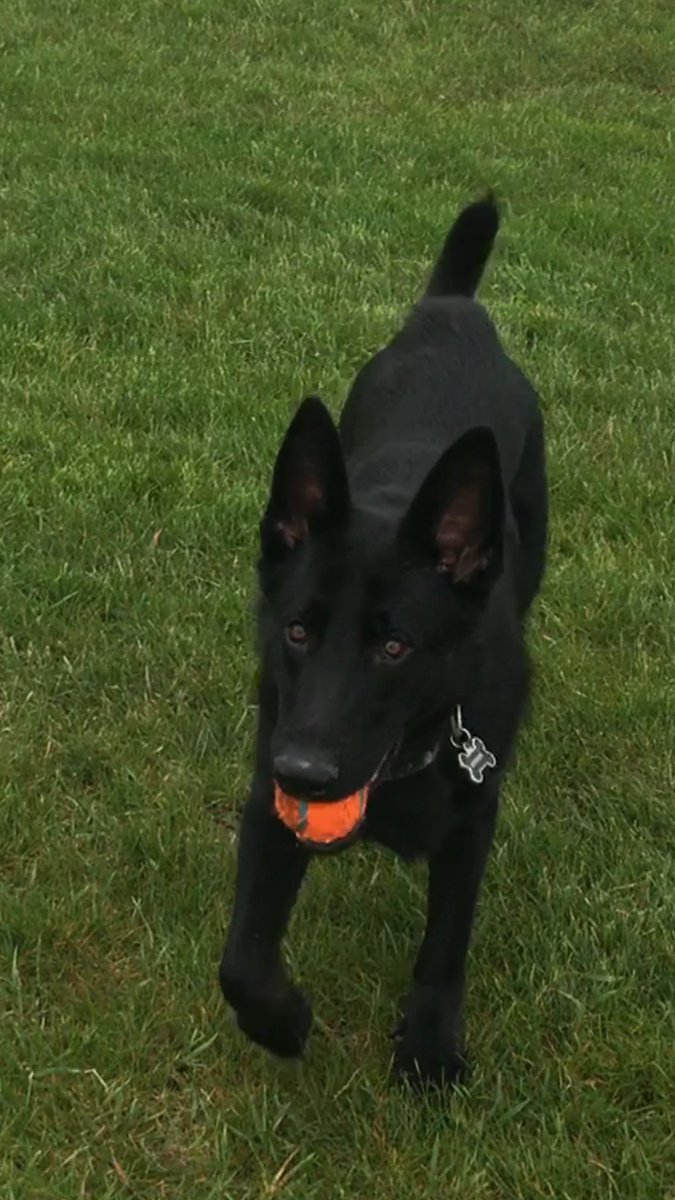 Shannon_Benson_'s tweet photo. Because of the rain Benson has been cooped up....played fetch for a long time in the park. #PoopedPup 🐾 @sd_benson https://t.co/JmunzhvBoV