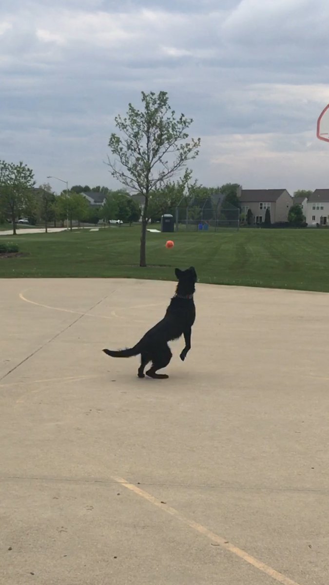 Shannon_Benson_'s tweet photo. Got some fun pictures of Benson while playing today. #IBelieveICanFly 🐾 @sd_benson 🐾 https://t.co/F40e3K5y7w