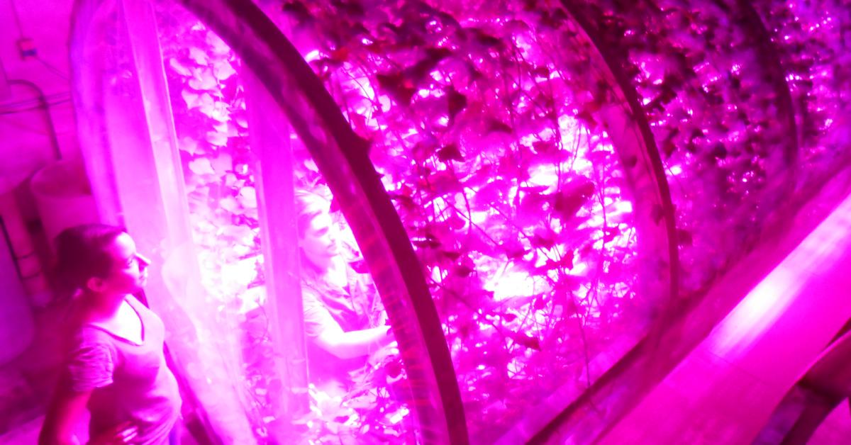 Cireon's tweet image. On Mars? Need veggies? No problem: buff.ly/1pfnOjL #LEDfarming