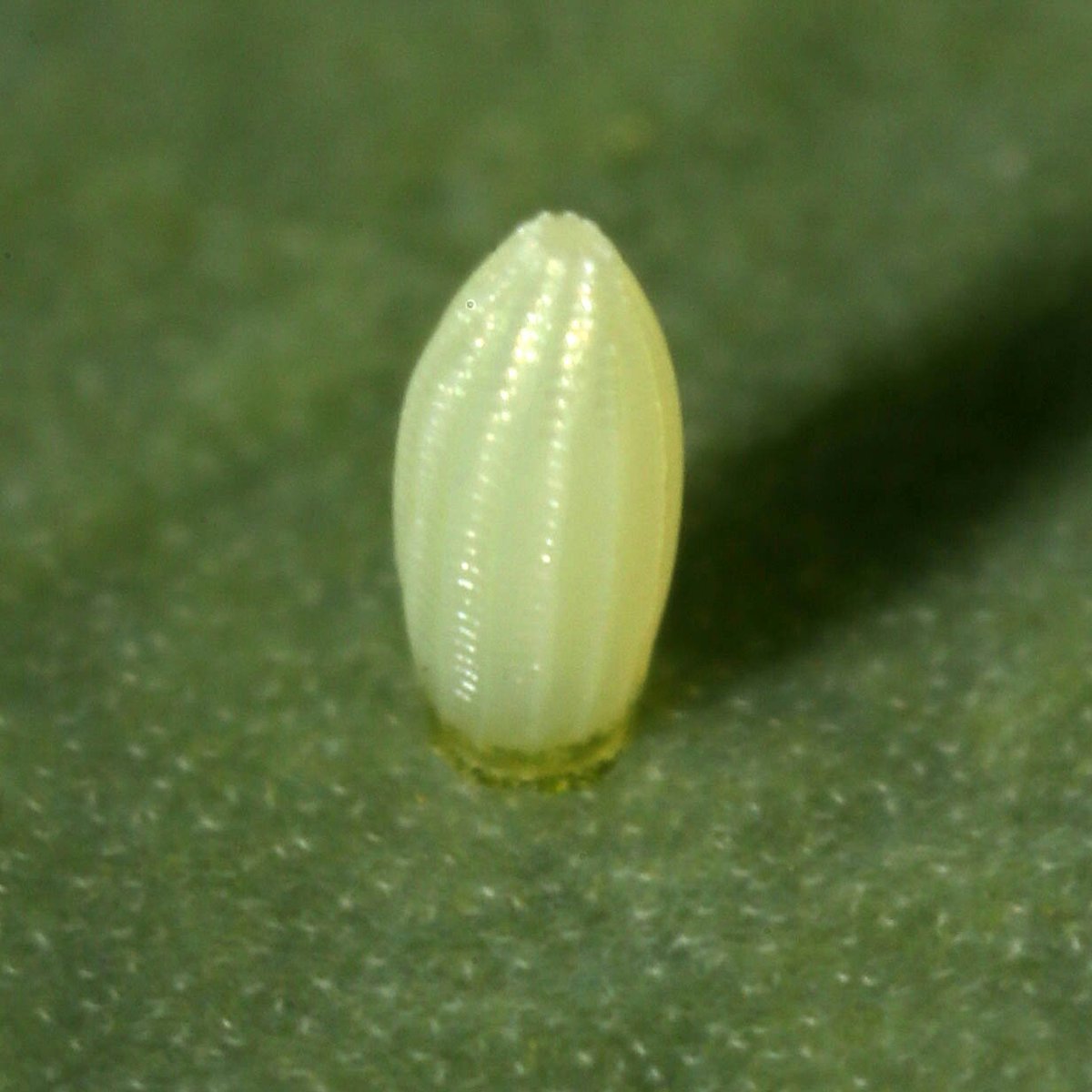 나비생태관에 케일 잎에 배추흰나비가 알을 낳았습니다. 산란 후 시간이 지날 수록 회색에서 노란색으로 변합니다.포탄처럼 생겼으며 크기는  0.8mm로 아주 작지만 부화해 애벌레와 번데기를 거쳐 나비로 탄생합니다., image size:1200x1200