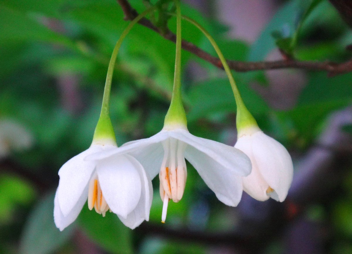 上ばかり見てるやつが多いから 下向きに咲く花は清々しい 冨永 格 たぬちん Scoopnest