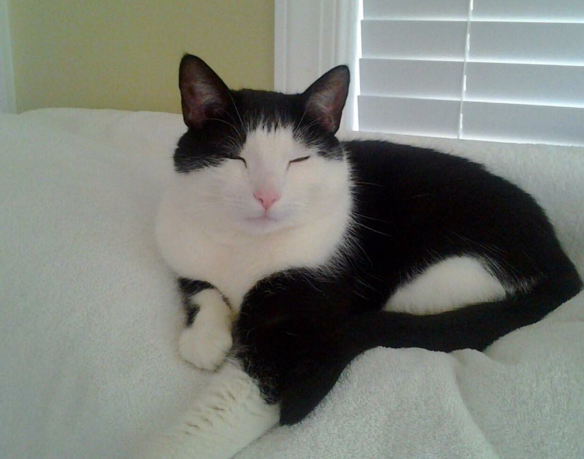 ShellovesNick's tweet image. I just wanted 2 say that I won't be active 4 a while. I lost my baby, beloved soul mate suddenly early Mon am. 💔😪🙏🏻