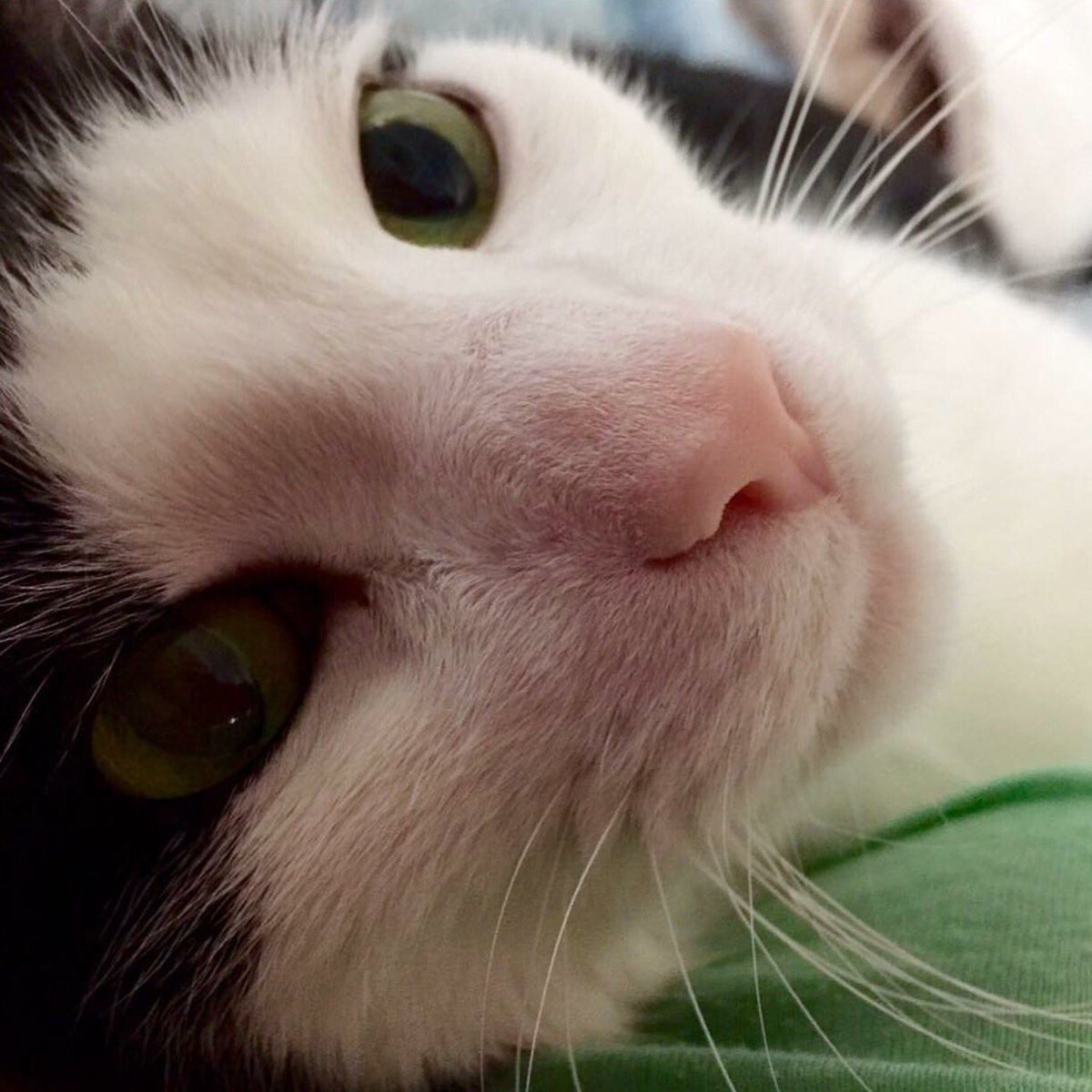 ShellovesNick's tweet image. I just wanted 2 say that I won't be active 4 a while. I lost my baby, beloved soul mate suddenly early Mon am. 💔😪🙏🏻