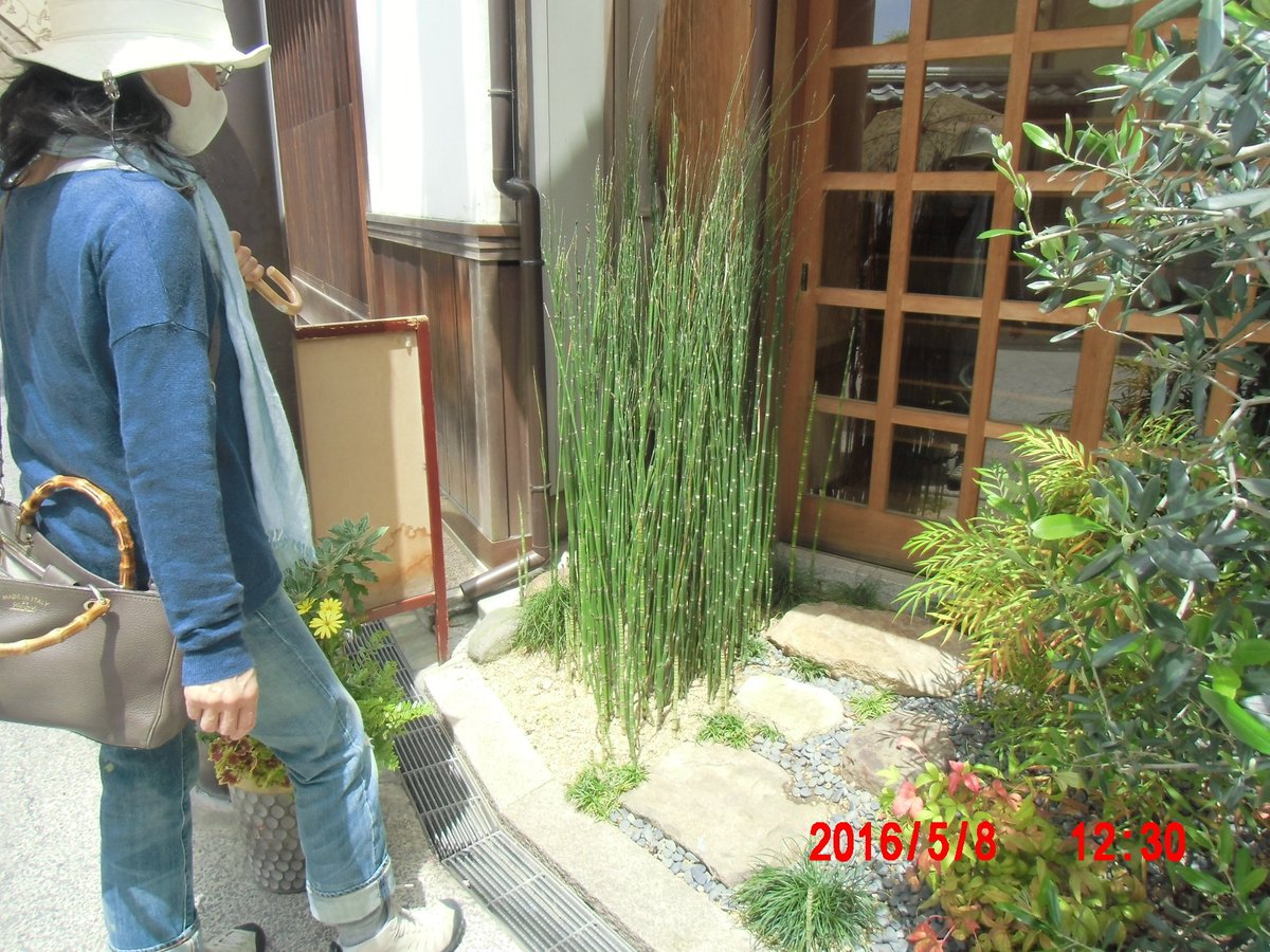 大熊正喜 Twitter પર トクサ つくしの親戚のしだ類 休日散歩の道すがら妻が見つけて これが好き と言う 高松実家の庭 にも少しあるが倉敷美観地区散歩で和風の玄関に沢山茂っているのを見つけた 漱石の 硝子戸の中 では 木賊 と書いて とくさ と読ませてい