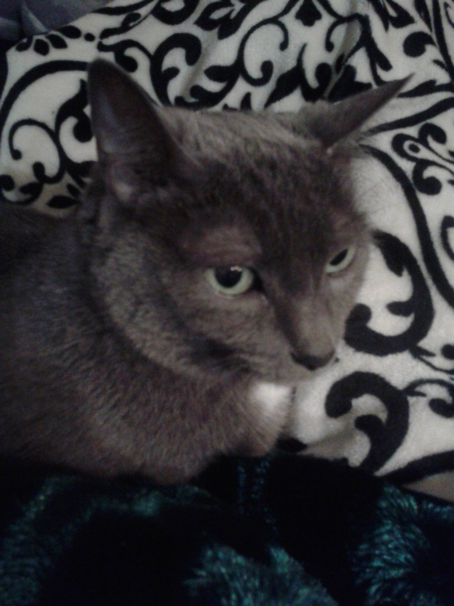 silverfinch812's tweet photo. Books, Cats, and Other Interesting Life Changes https://t.co/0svNxiPspP https://t.co/V08VacEKyg