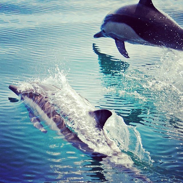 Great shot by bribruce of a pair of #longbeakedcommondolphins in #bahiadelosangeles where … ift.tt/1WqL90T