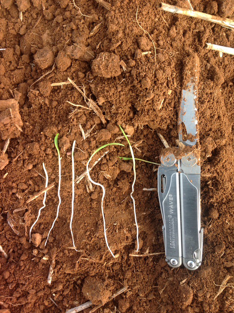 honneragri's tweet photo. Always amazed the depth that crops will emerge from, lucky it rained!! #checkyourdepth https://t.co/xeutVQMSJU