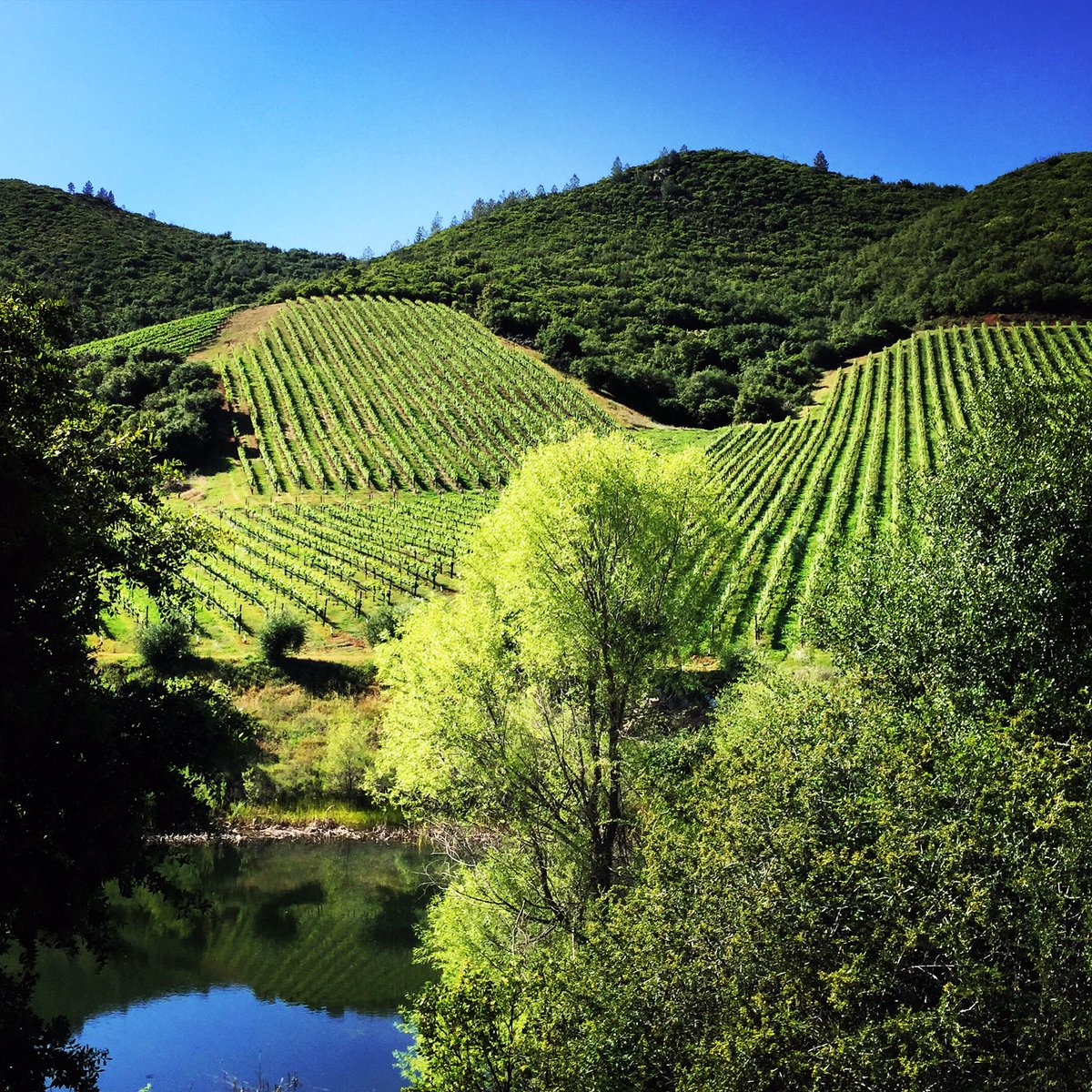 Rain last week = green this week. Strongly digging this spring at RHV