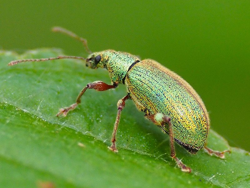 おおっ！と目を奪われた緑のゾウムシ。金色の鱗がやわらかなキラキラを