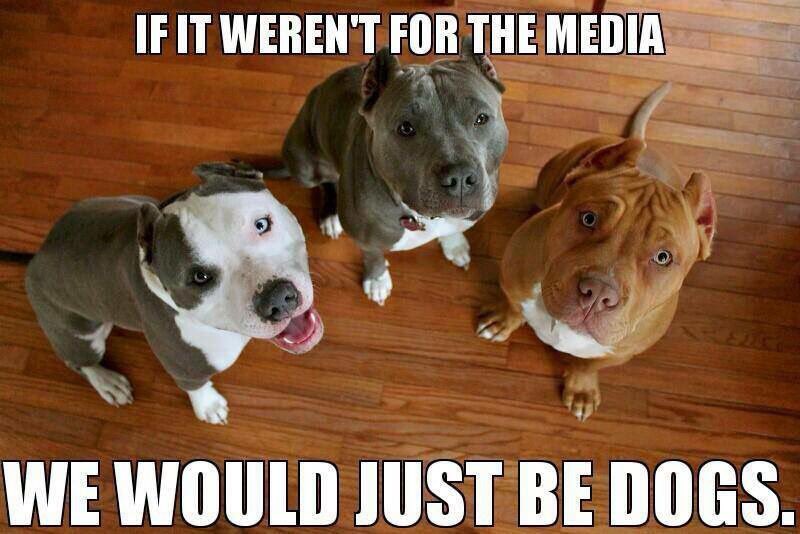 RocketRescues's tweet photo. #EndBSL #AlanTobin #pitbulls #dogsoftwitter #TheMoreYouKnow #adoptadog #AdoptDontBuy #AdoptDontShop #dogsarelove https://t.co/iloaGuS81S