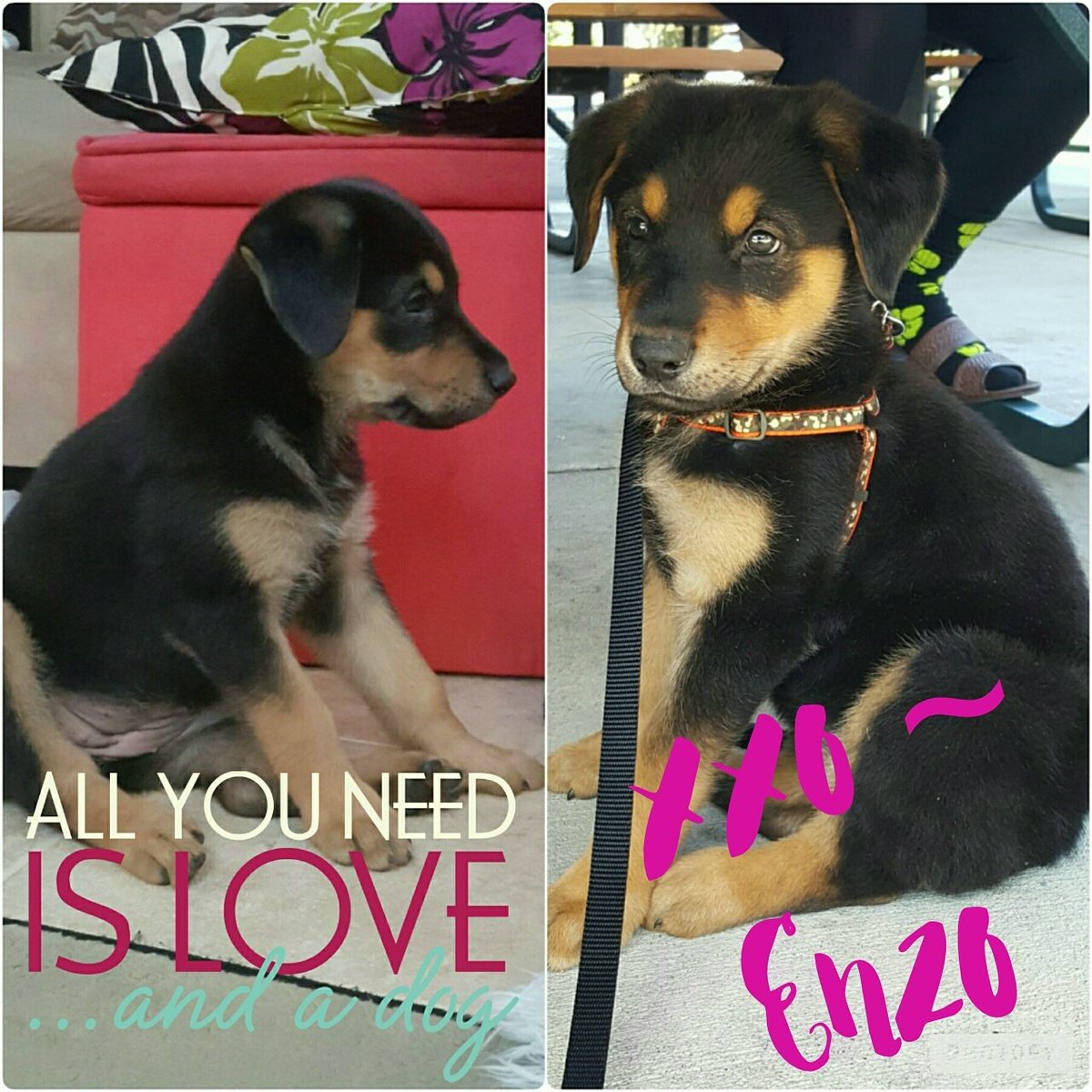 abajalamyrf's tweet photo. #XxoEnzo #RottieShep #PuppyLife #9Weeks https://t.co/QudWwVBzGZ