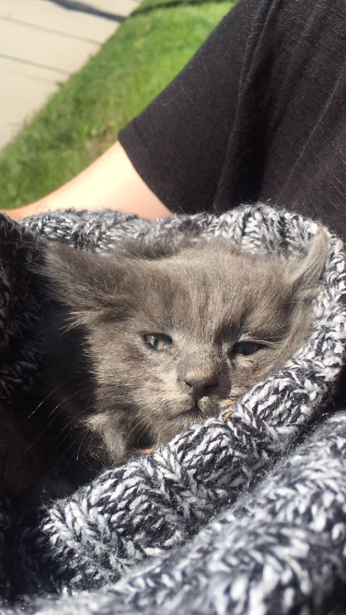 kimdavison746's tweet photo. We found him. We named him Buckles. Where is animal control??! #ItsBeen3Hours @aileebugg https://t.co/IJQfO53pbA